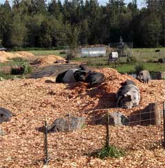 Photo of pigs on the cedar chips