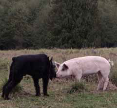 Curly the pigs meets Max the schnauzer