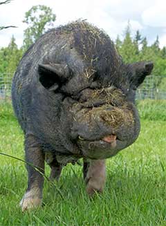 Fred the potbellied pig