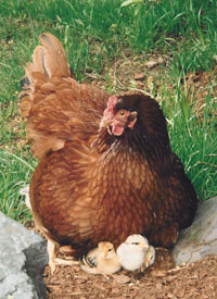 Alice with her chicks