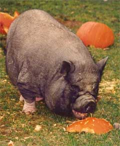 Lizbeth enjoying pumpkins