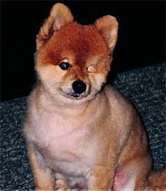 Peter the Pomeranian