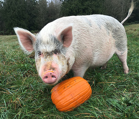 Pig in the grass with a pumpkin.