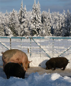 Pigs dining on the shoveled feeding platform.