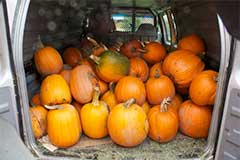 Pumpkins galore!