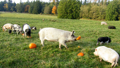 Pig in the pasture eating pumpkins