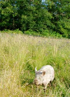 Photo of big pig Judee in the tall grass