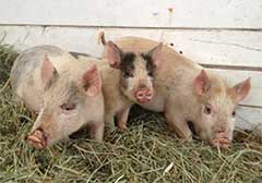 Three piglets in the hay