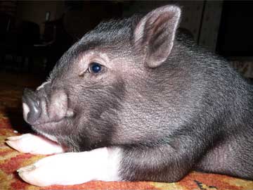 Piglet Ella finds a home at Pigs Peace Sanctuary