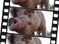 Check out our new video library!