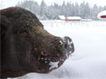 Enjoying a bit of snow