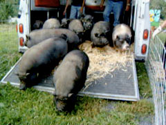 Pigs from California arrive