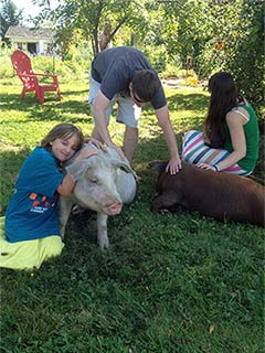 Alice the pig with friends