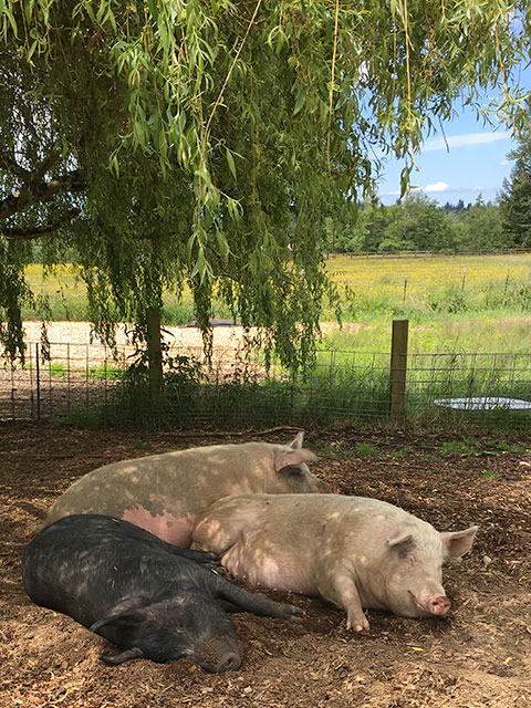 Alice laying in the shade of the willow tree with friends