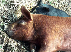 Baily (red) naps with Sophia (black)