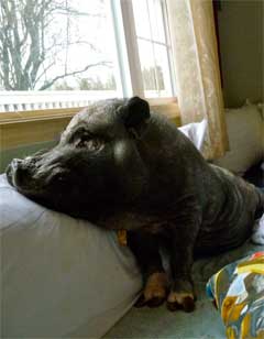 A big smile from Gingersnap