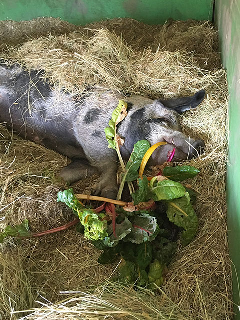 Clara laying in the hay with chard next to her