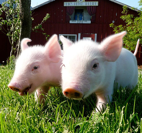 Piglets Daisy and Tony exploring in the grass