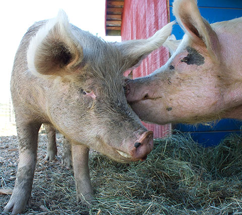 Big pig Tony gives his sister Daisy a kiss