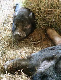 Edith naps with big Chester