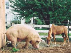 Ester with Oscar the pig