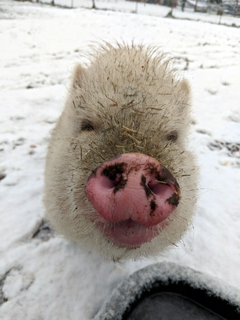 Pig standing in front of a frozen water bowl