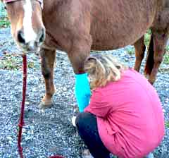Judy tends to Ginger's leg