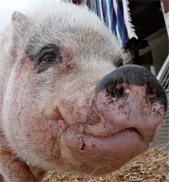 A big smile from Gingersnap