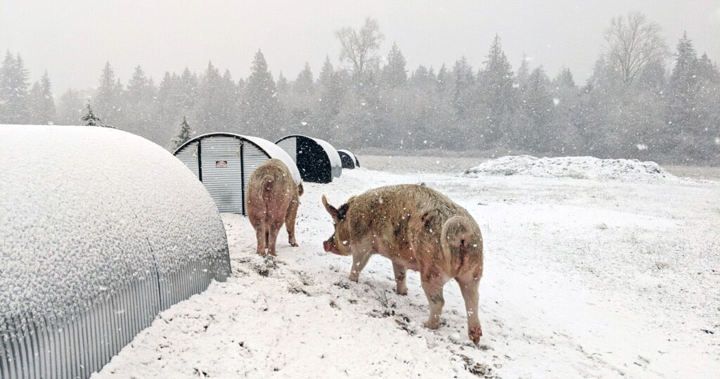 Two pigs walking in the snow towards their shelter