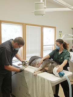 Hoof trim at the veterinary clinic