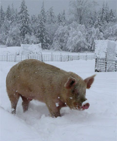 In the snow