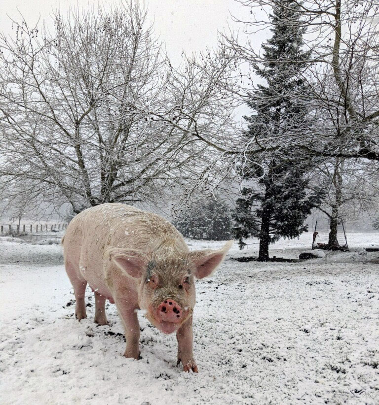 Pig standing in the snow looking into the camera