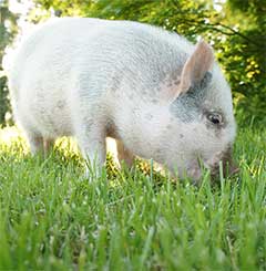 Jeffrey in the grass