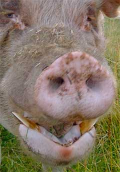 Merlin shows his tusks