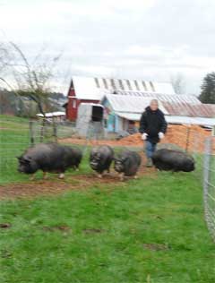 Photo of Montana pigs with Judy