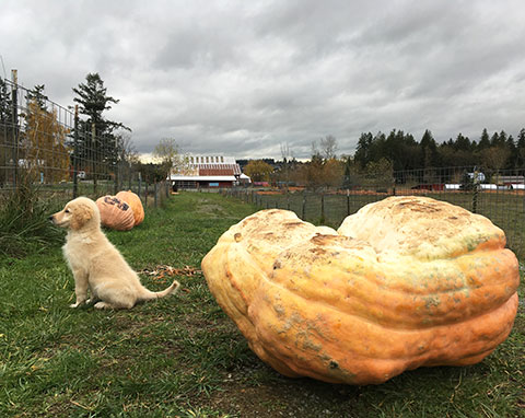 Cody sitting next to the giant pumpkin