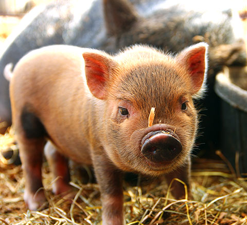 Pig in the pasture eating pumpkins