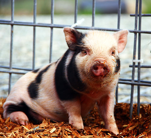 Pig in the pasture eating pumpkins