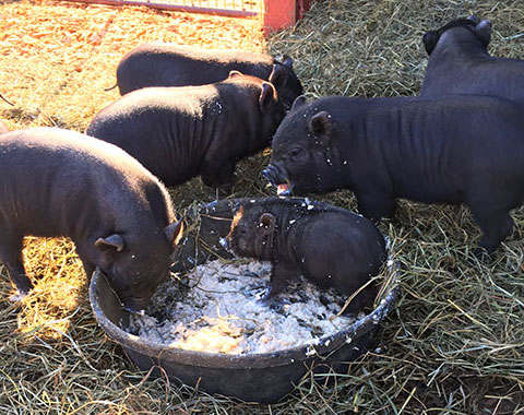 The piglets standing around and in a food bowl with oatmeal