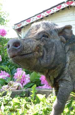 A big smile from Pumba