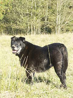 Sadie in the pasture