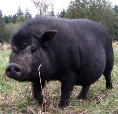 Shirley in the pasture