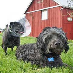 Dogs Tibbet and Elliott in the grass