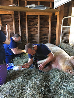 Vet performing hoof trim in the barn with Emma Sue laying in the hay.