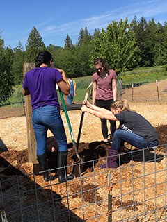 Volunteers move fencing