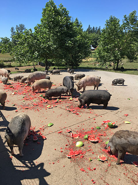 The pigs eating watermelon on a sunny day
