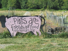 Pigs are friends