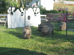 Pigs come out to watch the artists