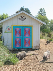 Flying pig with friends