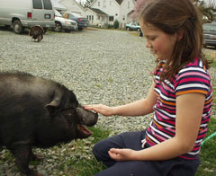 Gentle pigs greet gentle friends. Photographer: Kamala Dolphin-Kingsley